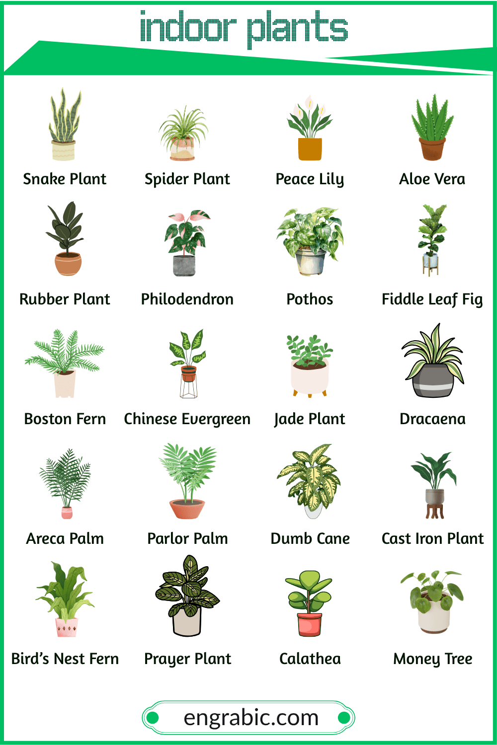 Common indoor plants for homes and offices