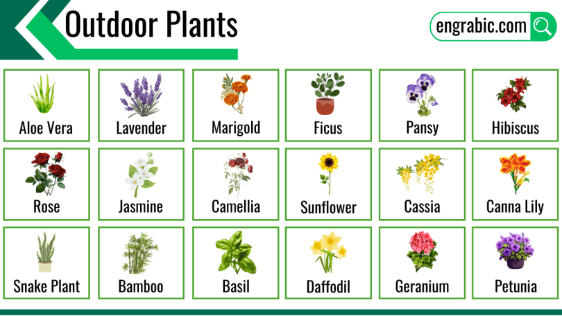 Various common outdoor plants in a garden