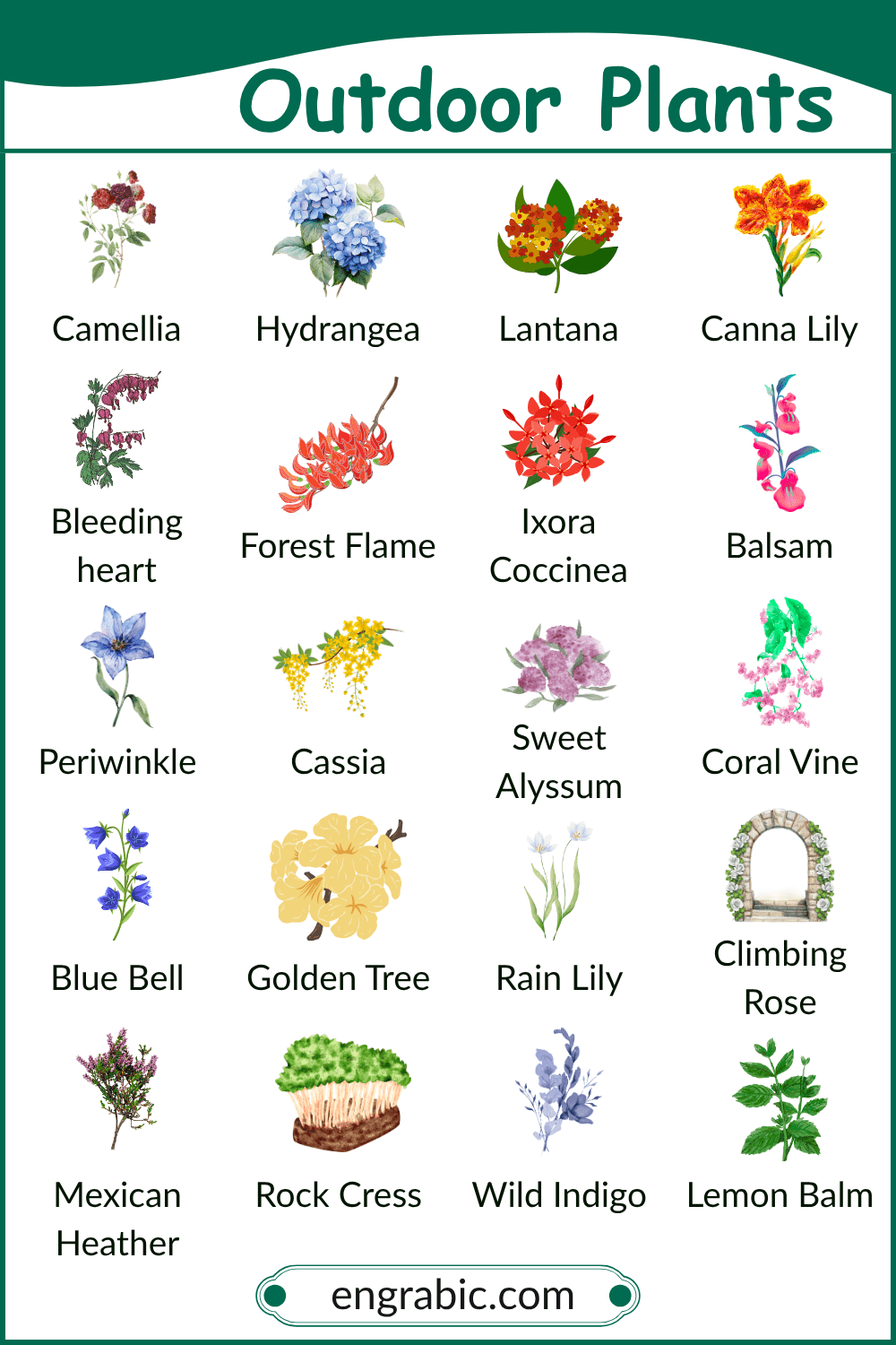 Colorful flowering outdoor plants in bloom