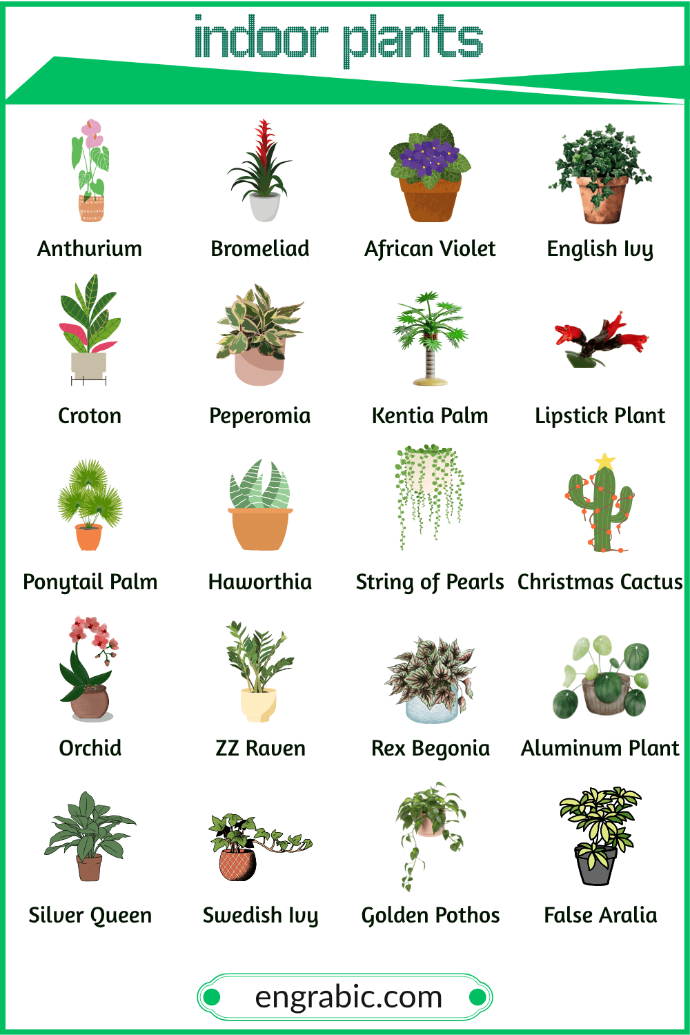 Indoor plants for all rooms and lighting